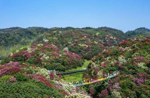 百里杜鵑花開(kāi)迎客來(lái)